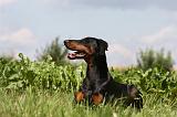 DOBERMANN 1237